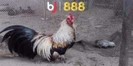 ảnh chụp màn hình gà tre 1kg2 đá cựa bao nhiêu
