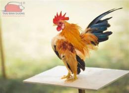 ảnh chụp màn hình gà tre đá giá bao nhiêu