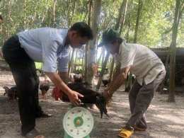 ảnh chụp màn hình hướng dẫn nuôi gà đá tiền bằng thuốc tây