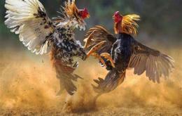 ảnh chụp màn hình hướng dẫn nuôi gà đá