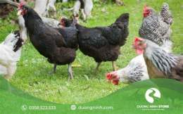 ảnh chụp màn hình ki thuat nuoi ga da