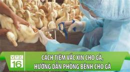 ảnh chụp màn hình lịch vacxin cho gà đá