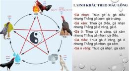 ảnh chụp màn hình màu mệnh ngũ hành gà đá