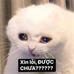 ảnh chụp màn hình mèo có ăn được da gà không
