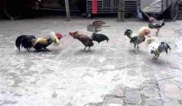 ảnh chụp màn hình mẹo đá gà