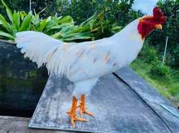 ảnh chụp màn hình mua bán gà đá sóc trăng