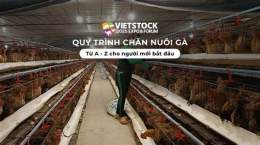 ảnh chụp màn hình quy trình nuôi gà đá