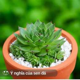 ảnh chụp màn hình sen đá chăn ga
