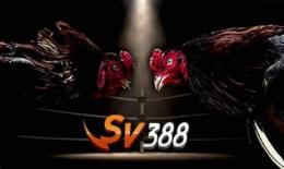 ảnh chụp màn hình sv388 đá gà việt nam