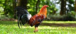 ảnh chụp màn hình thuốc gà đá tphcm