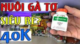 ảnh chụp màn hình thuốc nuôi gà đá rainbow