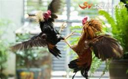 ảnh chụp màn hình trang đá gà campuchia