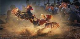 ảnh chụp màn hình trang đá gà mạng thomo