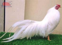 ảnh chụp màn hình trang đá gà tốt nhất việt nam