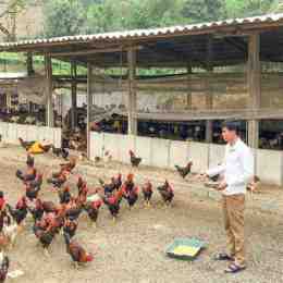 ảnh chụp màn hình xay chuong nuoi ga da