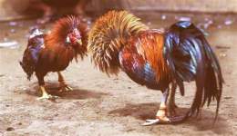 ảnh chụp màn hình xem hình dáng gà đá cựa sắt