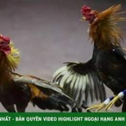 bắn chết người đá gà