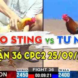 bao sting đá gà