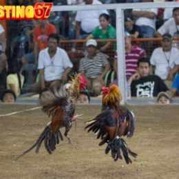 baosting đá gà