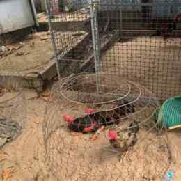 bắt đá gà ở dĩ an bình dương