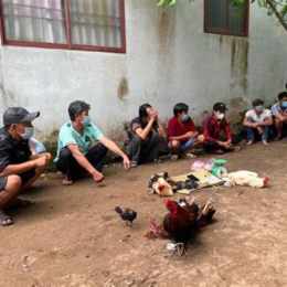 bắt đá gà ở huyện mang thít