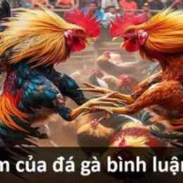 binh luan da ga cua dao