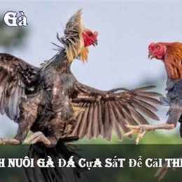 bj 88 đá gà trực tiếp