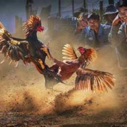 bóng đá gà vang