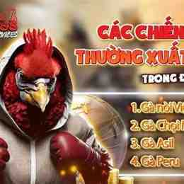 c2 đá gà c2