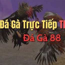 c5 đá gà trực tiếp