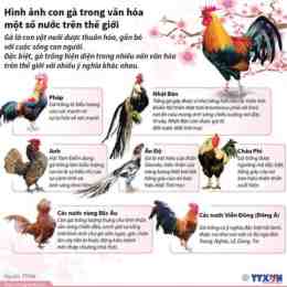 các giống gà đá trên thế giới