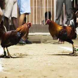 các hình thức đá gà