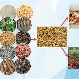 các loại mồi cho gà đá