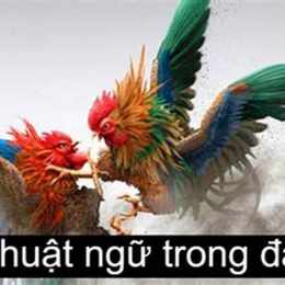 các thuật ngữ trong đá gà