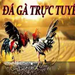 các trang web đá gà trực tuyến