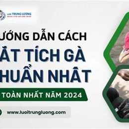 cách cắt tích gà đá