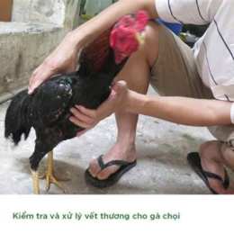 cách chăm gà chọi sau khi đá