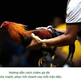 cách chăm sóc gà chọi đá