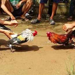 cách chơi đá gà ăn tiền