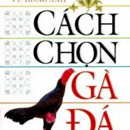 cách chọn gà đá tốt