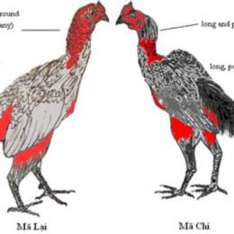 cách chọn gà nòi đá