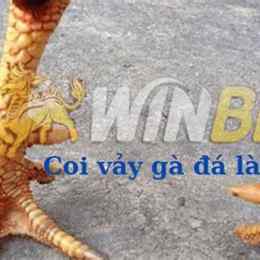 cách coi gà đá