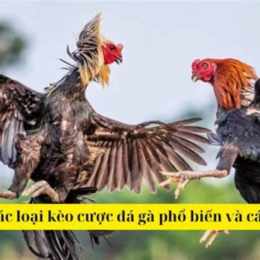 cách cược đá gà