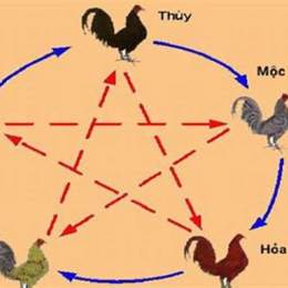 cách đá gà mạng thắng