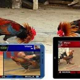 cách đặt cược đá gà