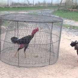 cách huấn luyện gà đá