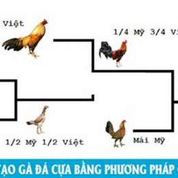 cách lai tạo gà đá cựa