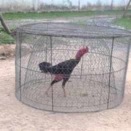 cách làm da gà chọi đỏ