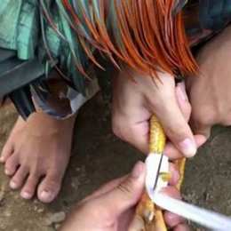 cách lên cựa gà đá
