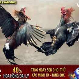 cách luyện gà đá